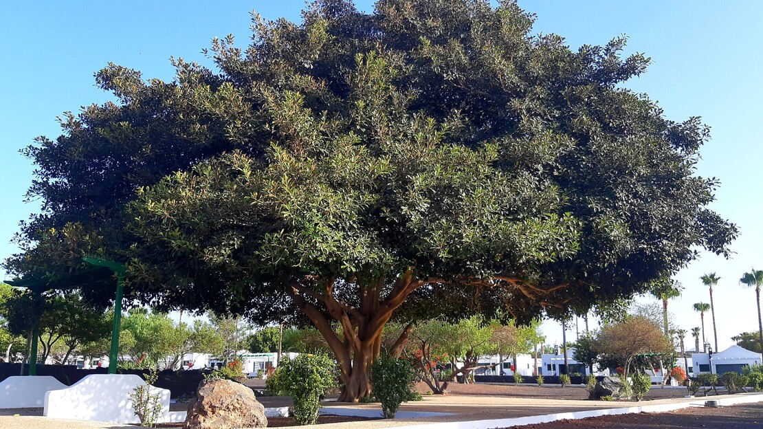 Hyde Park Lane Villas