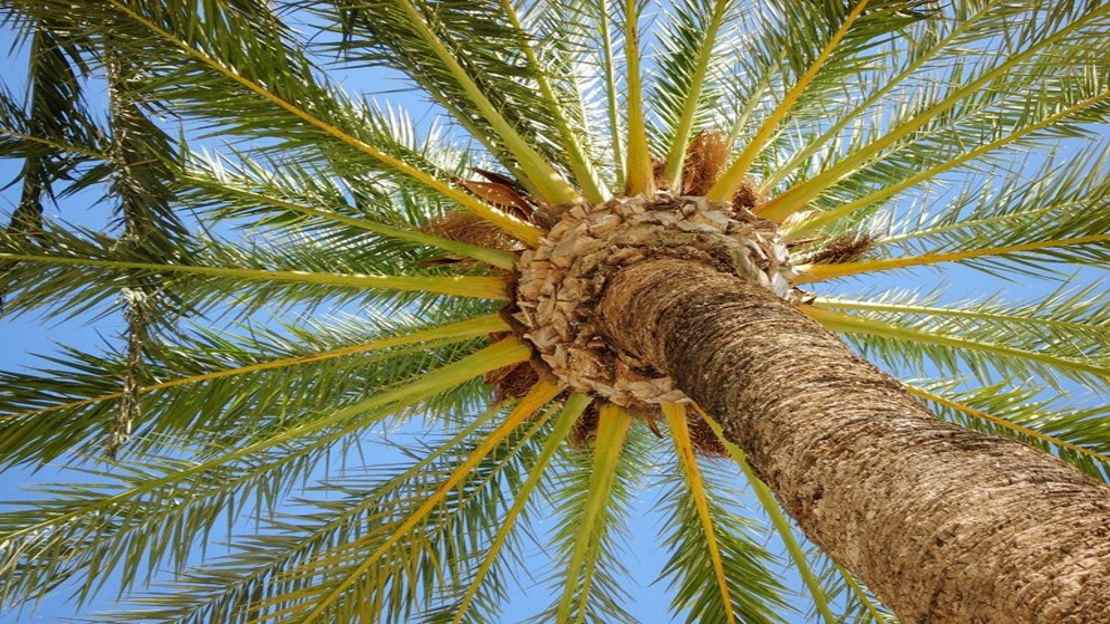 Palmtree