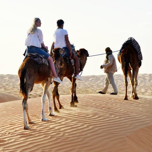 Tunisia Camel